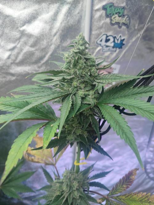 Crop Steering #1. Week 7