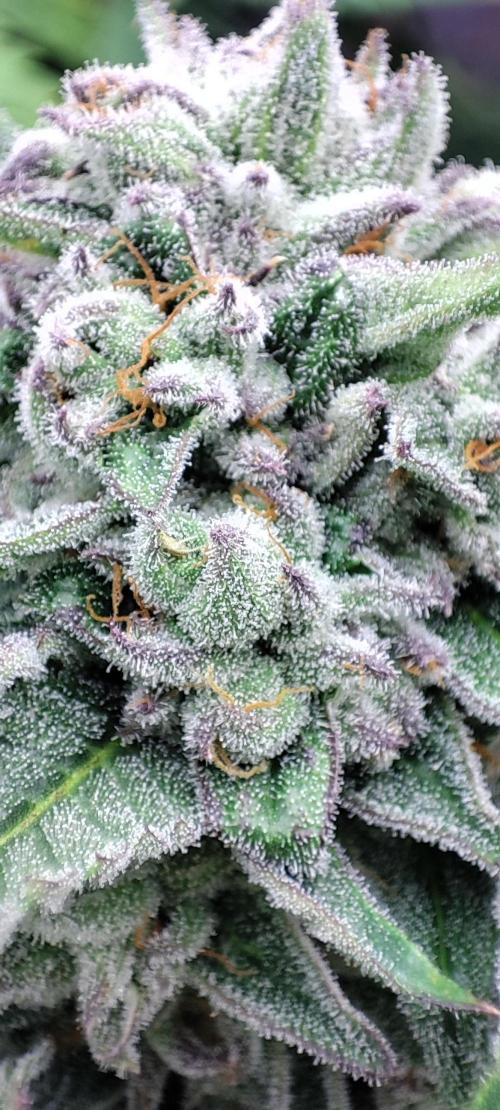 Space Coast Gelato S1. Week 7