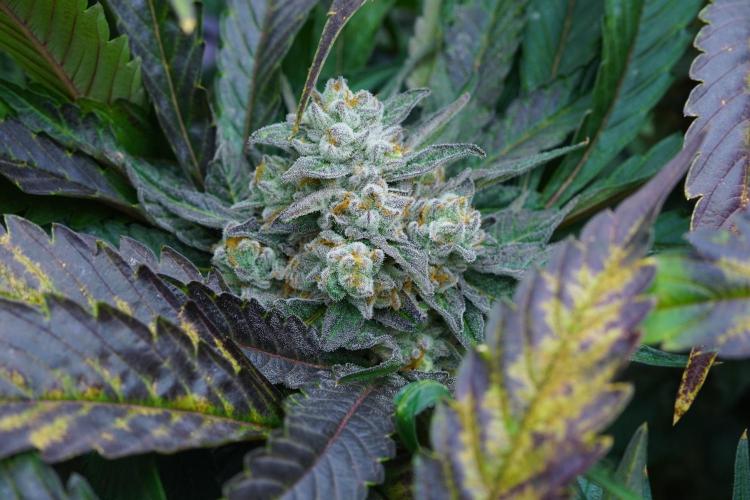 Crop Steering #1. Week 8