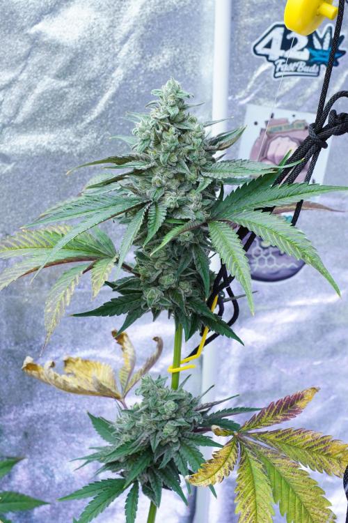Crop Steering #1. Week 8