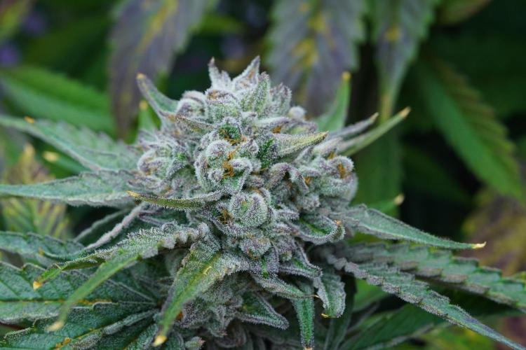 Crop Steering #1. Week 8