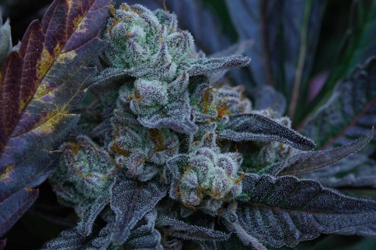 Crop Steering #1. Week 9