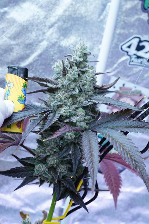 Crop Steering #1. Week 9