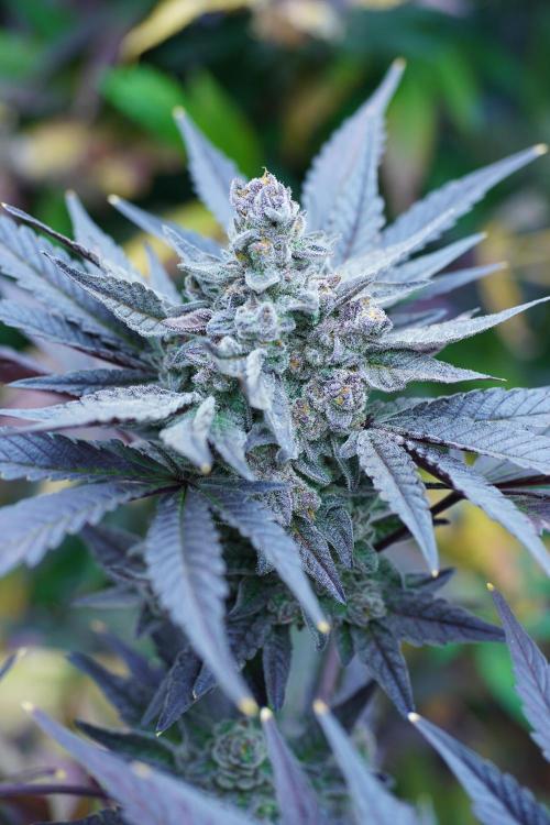 Crop Steering #1. Week 9