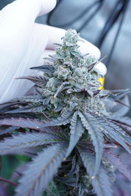 Crop Steering #1. Week 9