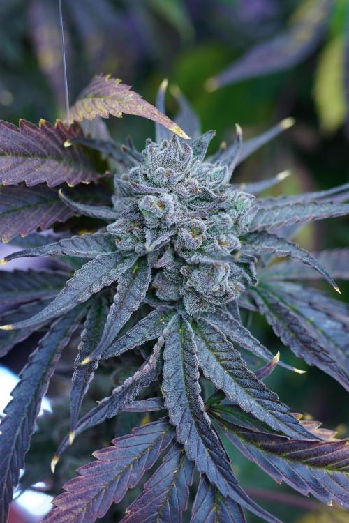 Crop Steering #1. Week 9