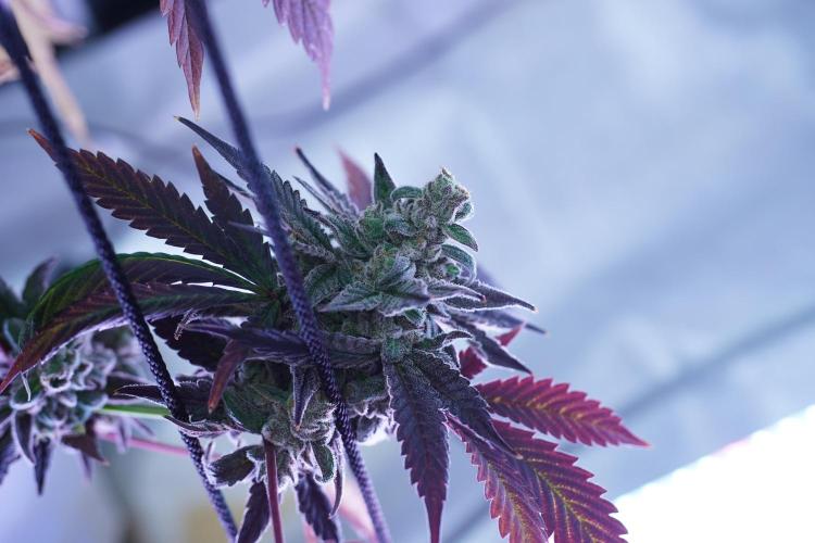 Crop Steering #1. Week 9