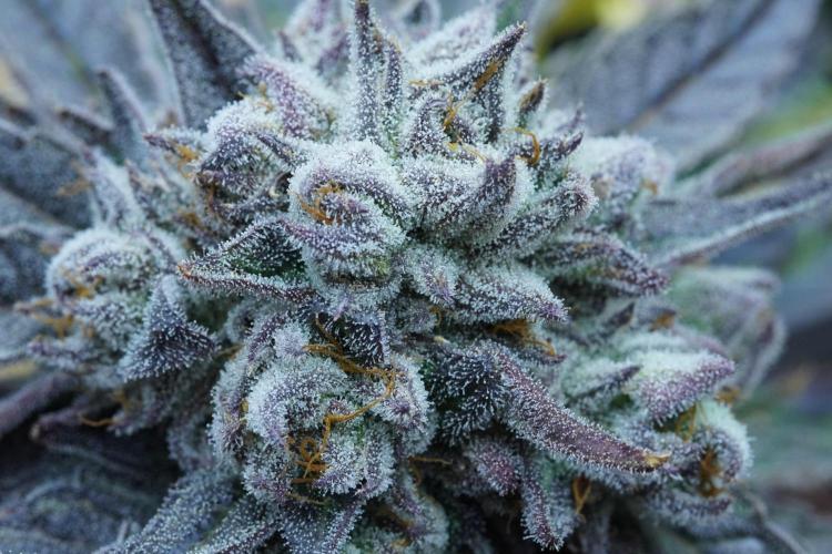 Crop Steering #1. Week 9