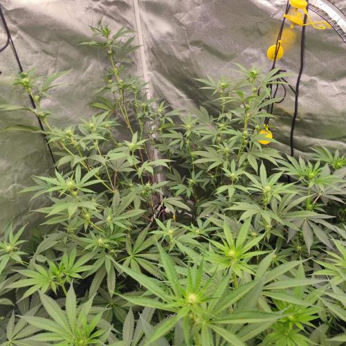 First try Steckling. Week 2 - Blue Nerds x Crippy D16
