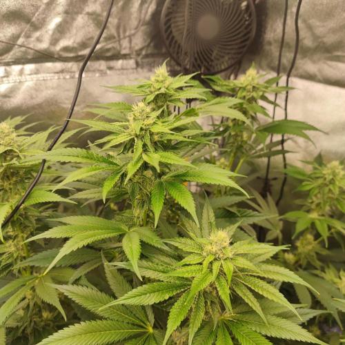 🍣Steckling & volles Zelt. Week 4 - Blue Nerds x Crippy