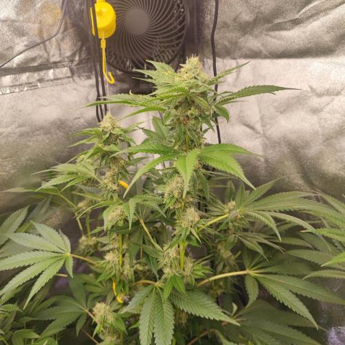 🍣Steckling & volles Zelt. Week 5 - Blue Nerds x Crippy