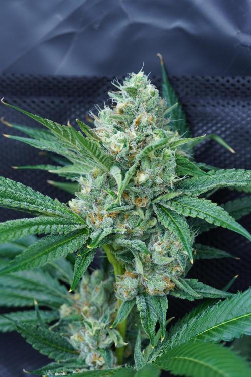 🍣Steckling & volles Zelt. Week 6 - Blue Ners x Crippy