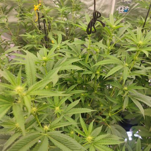 Growing 🏆 Strains 🦒🐈 &🥂🍬. Week 2 - BZ