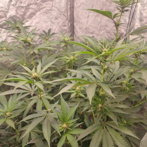 Growing 🏆 Strains 🦒🐈 &🥂🍬. Week 2 - SBC#26