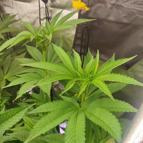 Growing 🏆 Strains 🦒🐈 &🥂🍬. Week 2 - Satzumas 