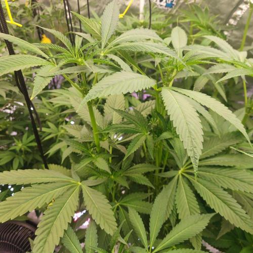 Growing 🏆 Strains 🦒🐈 &🥂🍬. Week 2 - Giraffe Pussy