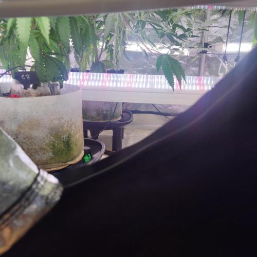Growing 🏆 Strains 🦒🐈 &🥂🍬. Week 2 - Setup(details in Kommentar)