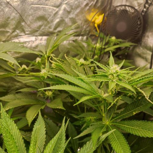 Growing 🏆 Strains 🦒🐈 &🥂🍬. Week 3 - Satzuma
