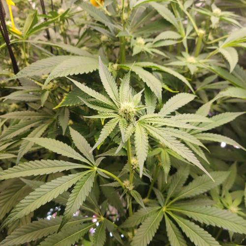 Growing 🏆 Strains 🦒🐈 &🥂🍬. Week 3 - Giraffe Pussy