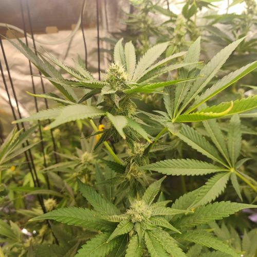 Growing 🏆 Strains 🦒🐈 &🥂🍬. Week 4 - Giraffe Puzzy