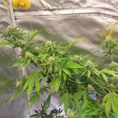 Growing 🏆 Strains 🦒🐈 &🥂🍬. Week 4 - BZ