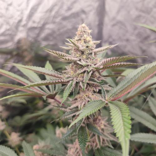 Growing 🏆 Strains 🦒🐈 &🥂🍬. Week 5 - SBC