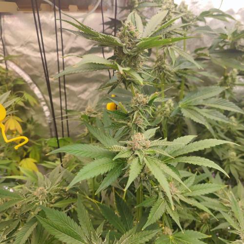 Growing 🏆 Strains 🦒🐈 &🥂🍬. Week 5 - Giraffe puzzy