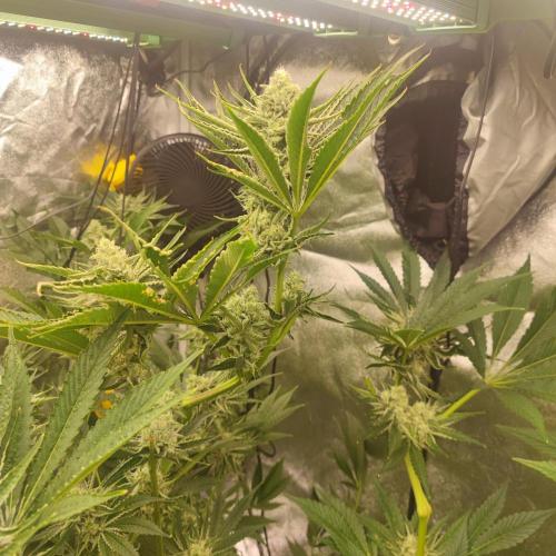 Growing 🏆 Strains 🦒🐈 &🥂🍬. Week 5 - Satzuma