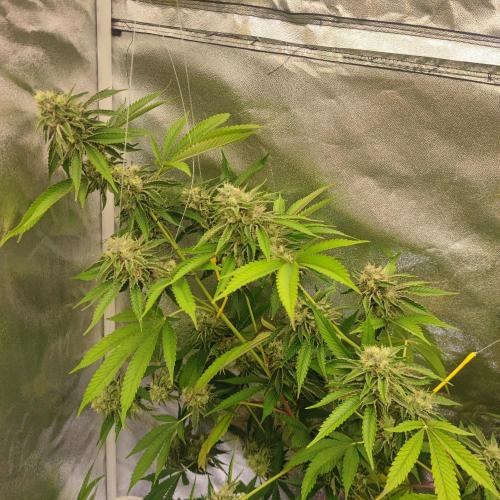 Growing 🏆 Strains 🦒🐈 &🥂🍬. Week 5 - Blue zushi