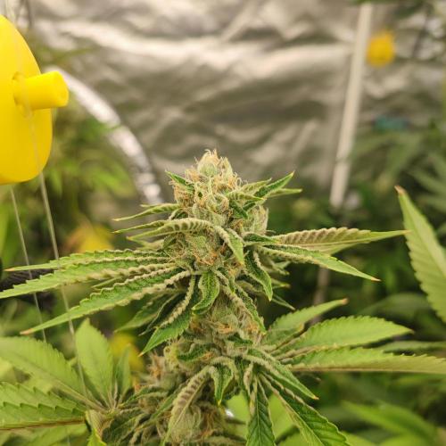 Growing 🏆 Strains 🦒🐈 &🥂🍬. Week 5 - Blue Zushi