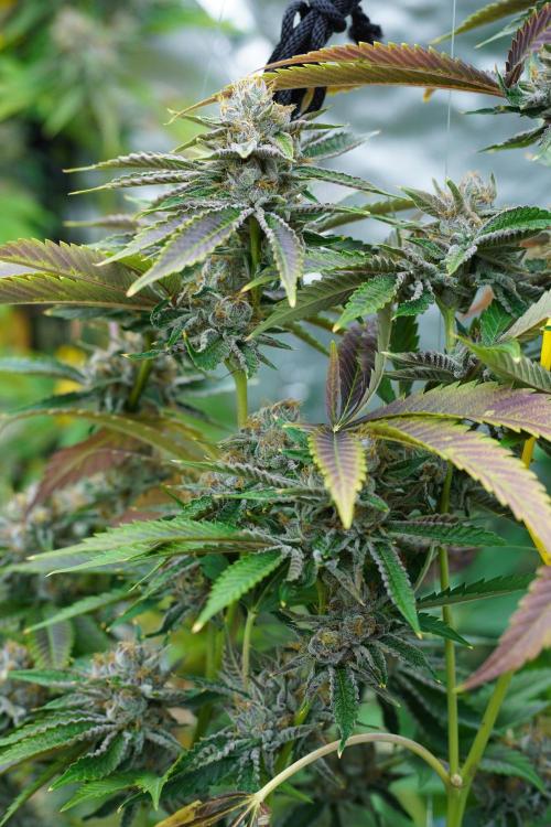 Growing 🏆 Strains 🦒🐈 &🥂🍬. Week 6 - Blue Z