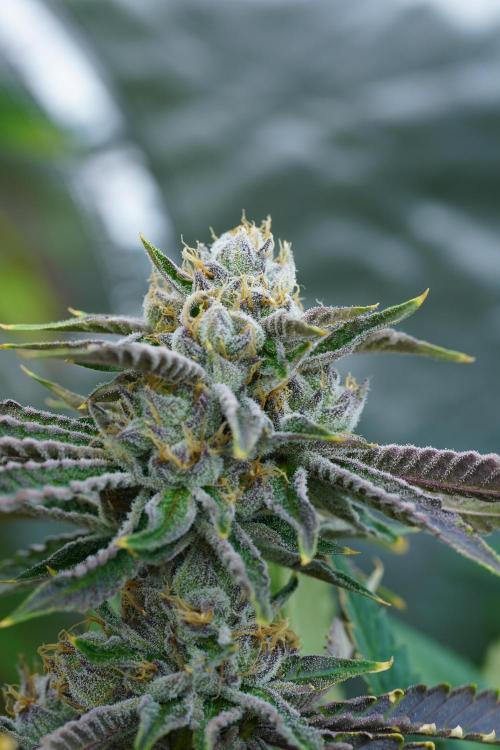 Growing 🏆 Strains 🦒🐈 &🥂🍬. Week 6 - Blue Z