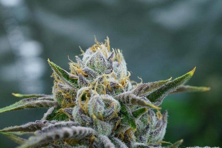 Growing 🏆 Strains 🦒🐈 &🥂🍬. Week 6 - Blue Z