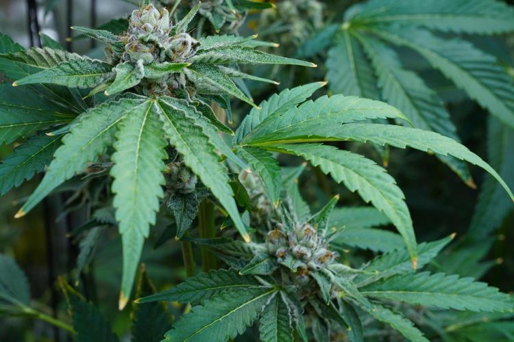 Growing 🏆 Strains 🦒🐈 &🥂🍬. Week 6 - Giraffe Puzzy x Runtz