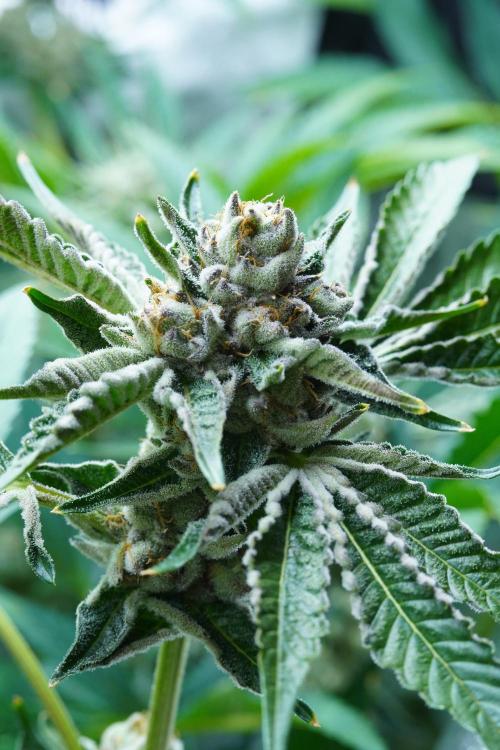Growing 🏆 Strains 🦒🐈 &🥂🍬. Week 6 - Giraffe Puzzy x Runtz