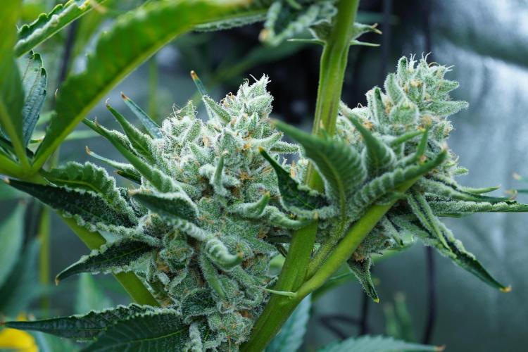 Growing 🏆 Strains 🦒🐈 &🥂🍬. Week 6 - Satzumas Revenge