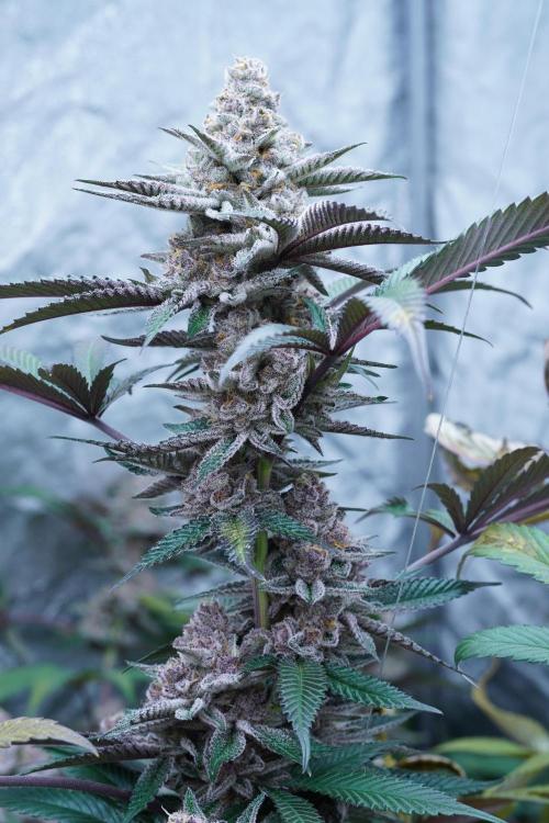Growing 🏆 Strains 🦒🐈 &🥂🍬. Week 6 - SBC