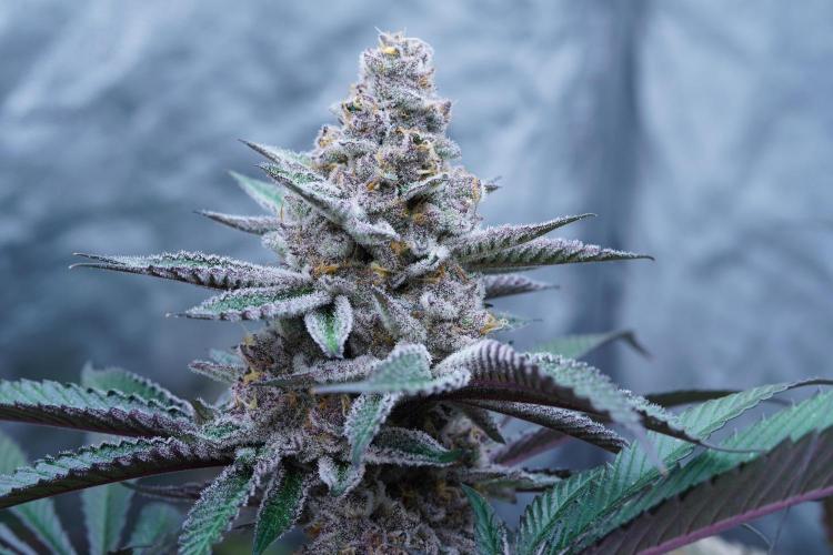 Growing 🏆 Strains 🦒🐈 &🥂🍬. Week 6 - SBC