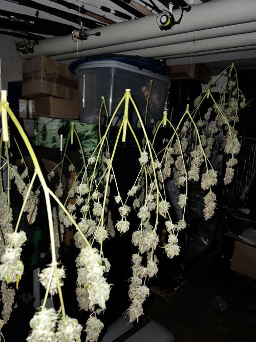 Gorilla Z Auto Fast Buds. Week 12