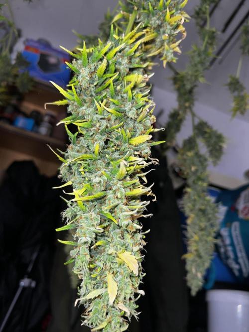 Gorilla Z Auto Fast Buds. Week 12