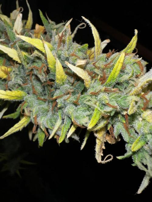 Gorilla Z Auto Fast Buds. Week 12
