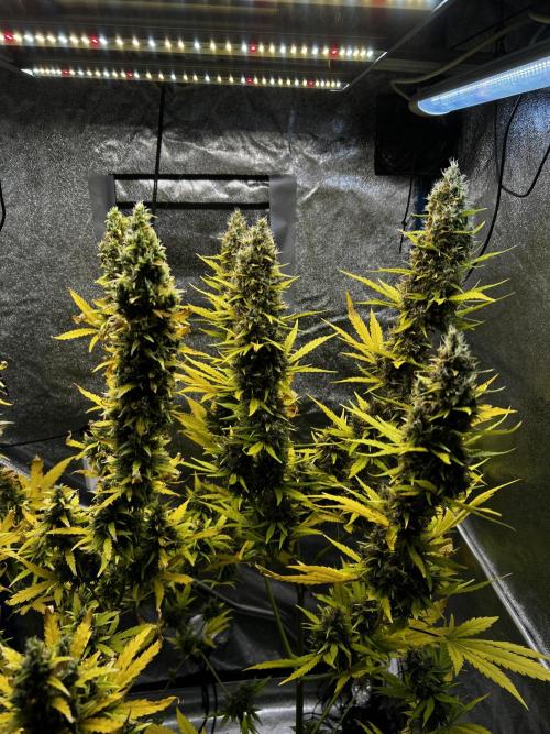Gorilla Z Auto Fast Buds. Week 12