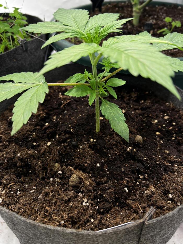 Northern Lights Auto Divine Seeds. Week 3