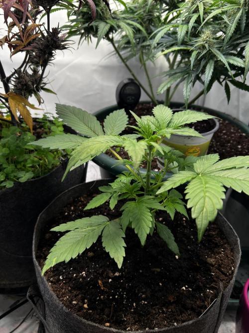 Auto Northern Lights. Week 4