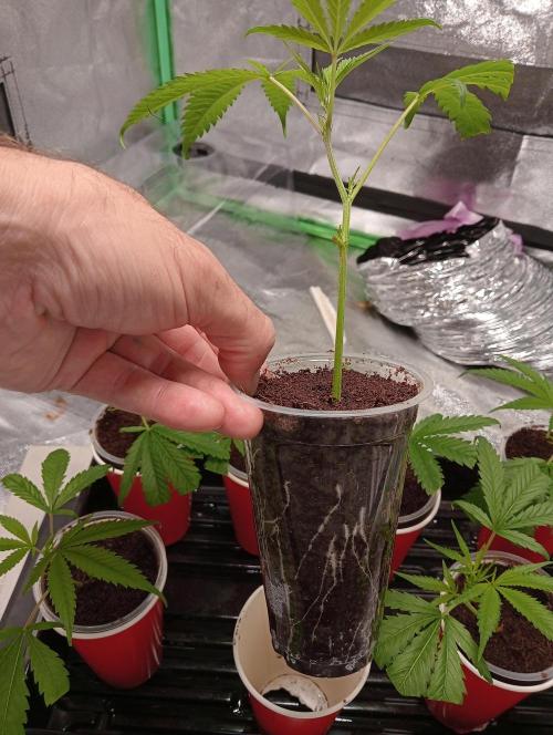Grandaddy purple canna nutrients hps. Week 0 - Transplant time .transplant feed 500ppm 5.9 pH 13,ooo lux .