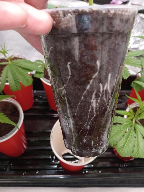 Grandaddy purple canna nutrients hps. Week 0 - First feed was 370ppm
Second feed 400ppm 6.0ph. in solo cups til roots spiraling