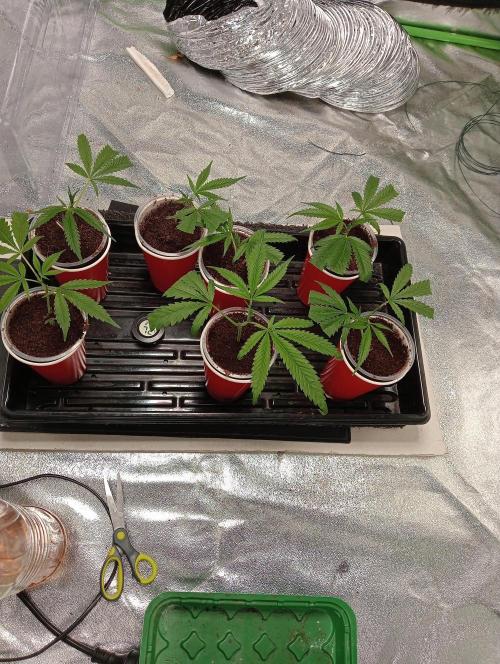 Grandaddy purple canna nutrients hps. Week 0 - In solo cups after 7 days .