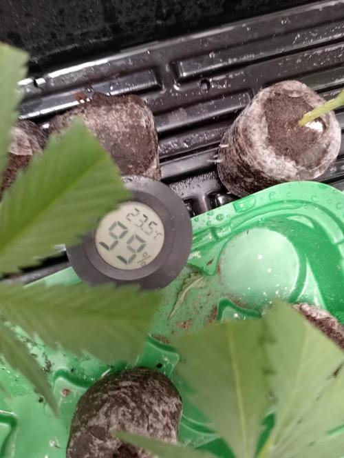 Grandaddy purple canna nutrients hps. Week 0 - Closed vents til day 6 .no spraying or opening lid .