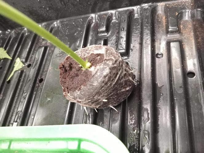 Grandaddy purple canna nutrients hps. Week 0 - In clone dome for 6 days .23c .90humidity .