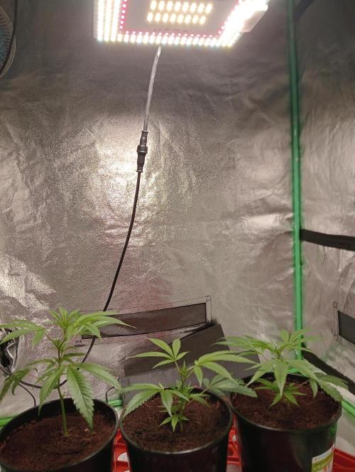 Grandaddy purple canna nutrients hps. Week 1
